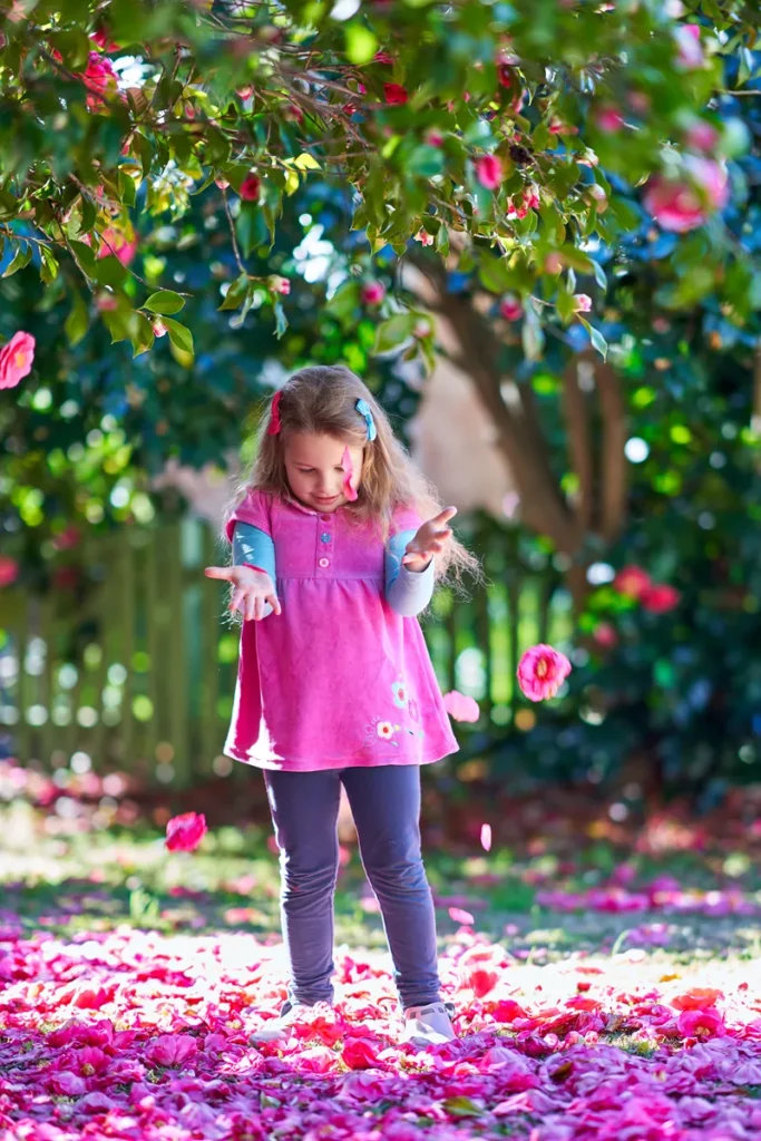 Child standing by blooming camellia bushes at Ryde Epping